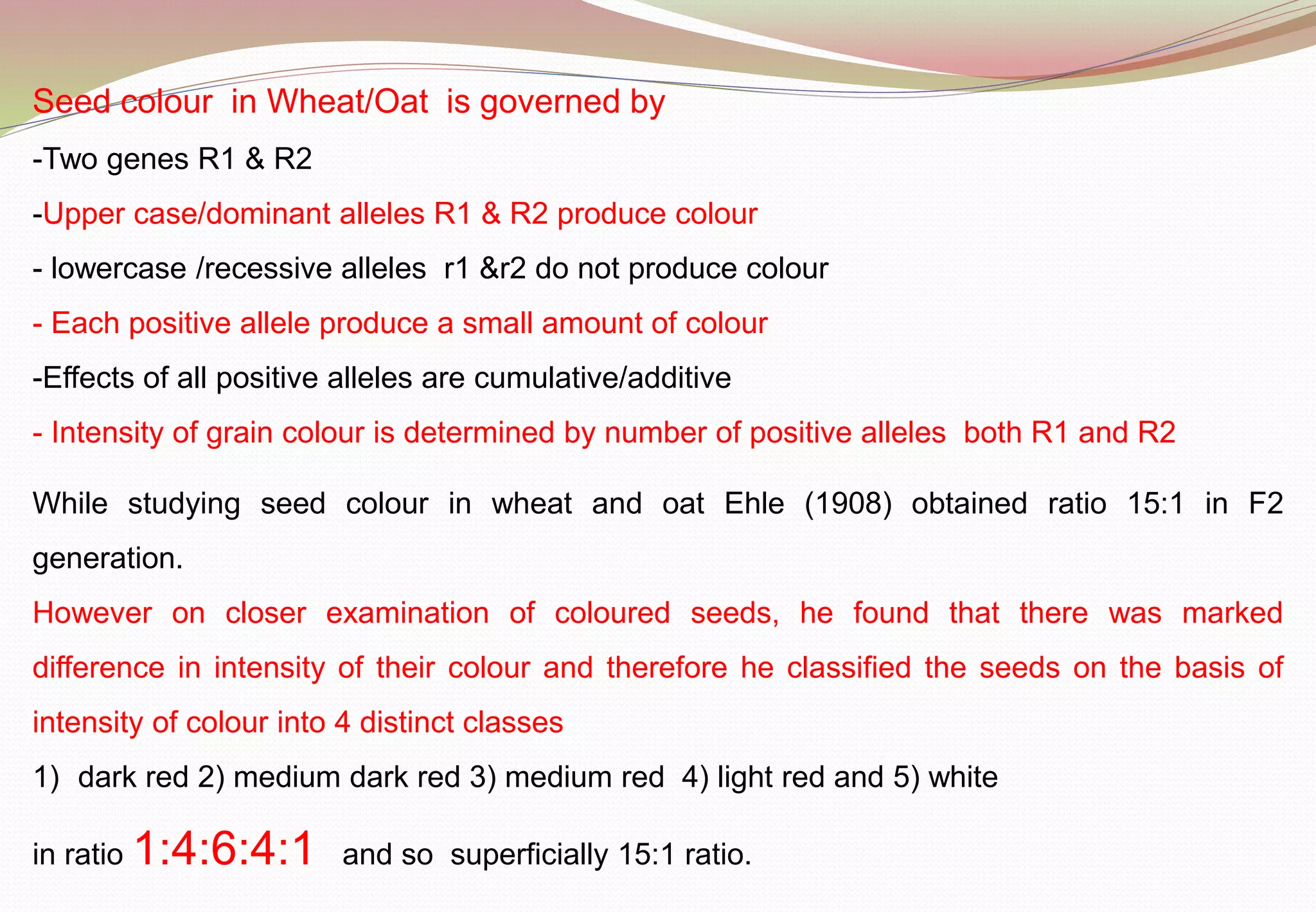 While studying seed colour in wheat and oat Ehle (1908) obtained ratio 15:1 in F2
generation.
However on closer examination of coloured seeds, he found that there was marked
difference in intensity of their colour and therefore he classified the seeds on the basis of
intensity of colour into 4 distinct classes
1) dark red 2) medium dark red 3) medium red 4) light red and 5) white
in ratio 1:4:6:4:1 and so superficially 15:1 ratio.
Seed colour in Wheat/Oat is governed by
-Two genes R1 & R2
-Upper case/dominant alleles R1 & R2 produce colour
- lowercase /recessive alleles r1 &r2 do not produce colour
- Each positive allele produce a small amount of colour
-Effects of all positive alleles are cumulative/additive
- Intensity of grain colour is determined by number of positive alleles both R1 and R2
 