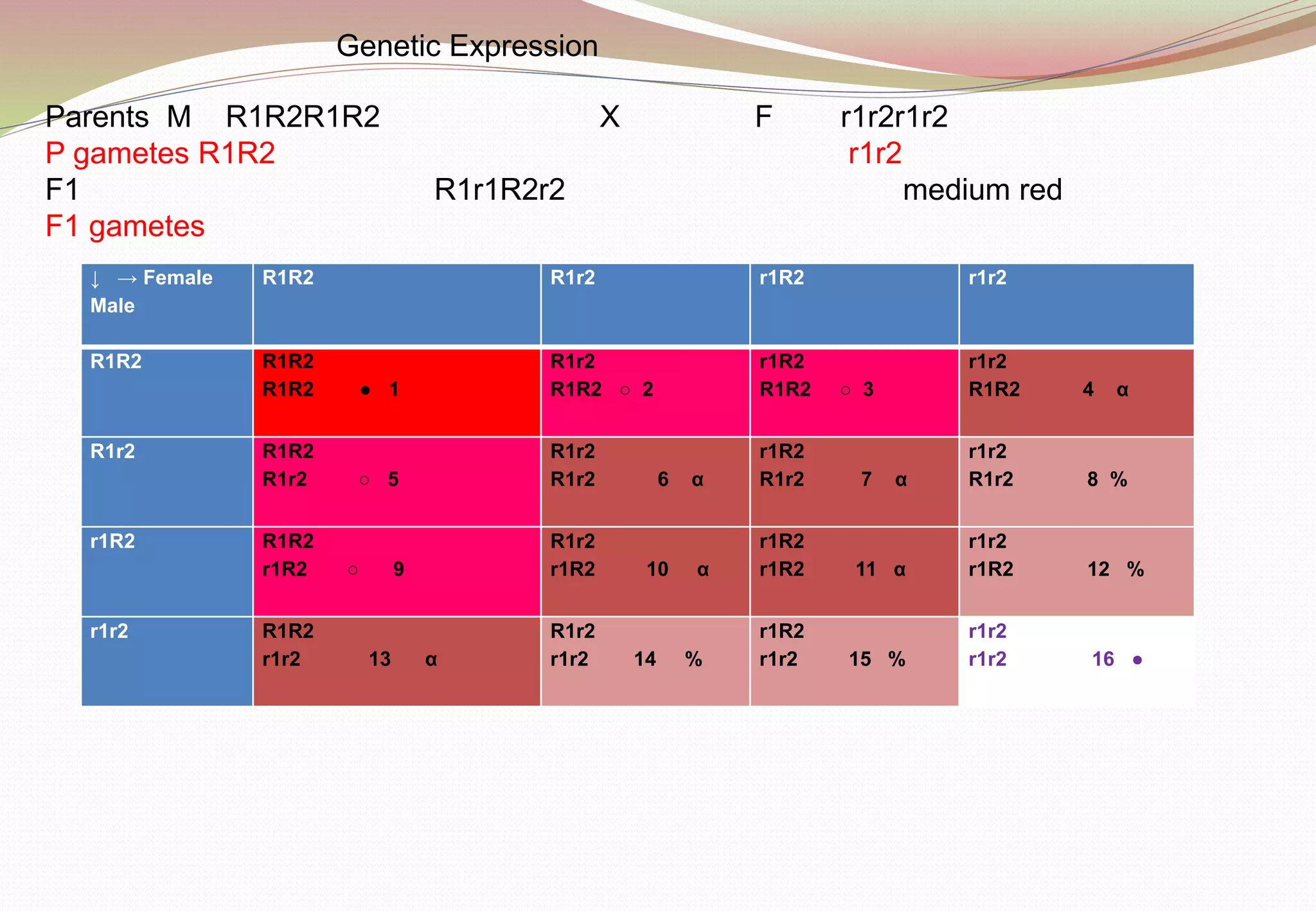 Parents M R1R2R1R2 X F r1r2r1r2
P gametes R1R2 r1r2
F1 R1r1R2r2 medium red
F1 gametes
Genetic Expression
↓ → Female
Male
R1R2 R1r2 r1R2 r1r2
R1R2 R1R2
R1R2 ● 1
R1r2
R1R2 ○ 2
r1R2
R1R2 ○ 3
r1r2
R1R2 4 α
R1r2 R1R2
R1r2 ○ 5
R1r2
R1r2 6 α
r1R2
R1r2 7 α
r1r2
R1r2 8 %
r1R2 R1R2
r1R2 ○ 9
R1r2
r1R2 10 α
r1R2
r1R2 11 α
r1r2
r1R2 12 %
r1r2 R1R2
r1r2 13 α
R1r2
r1r2 14 %
r1R2
r1r2 15 %
r1r2
r1r2 16 ●
 