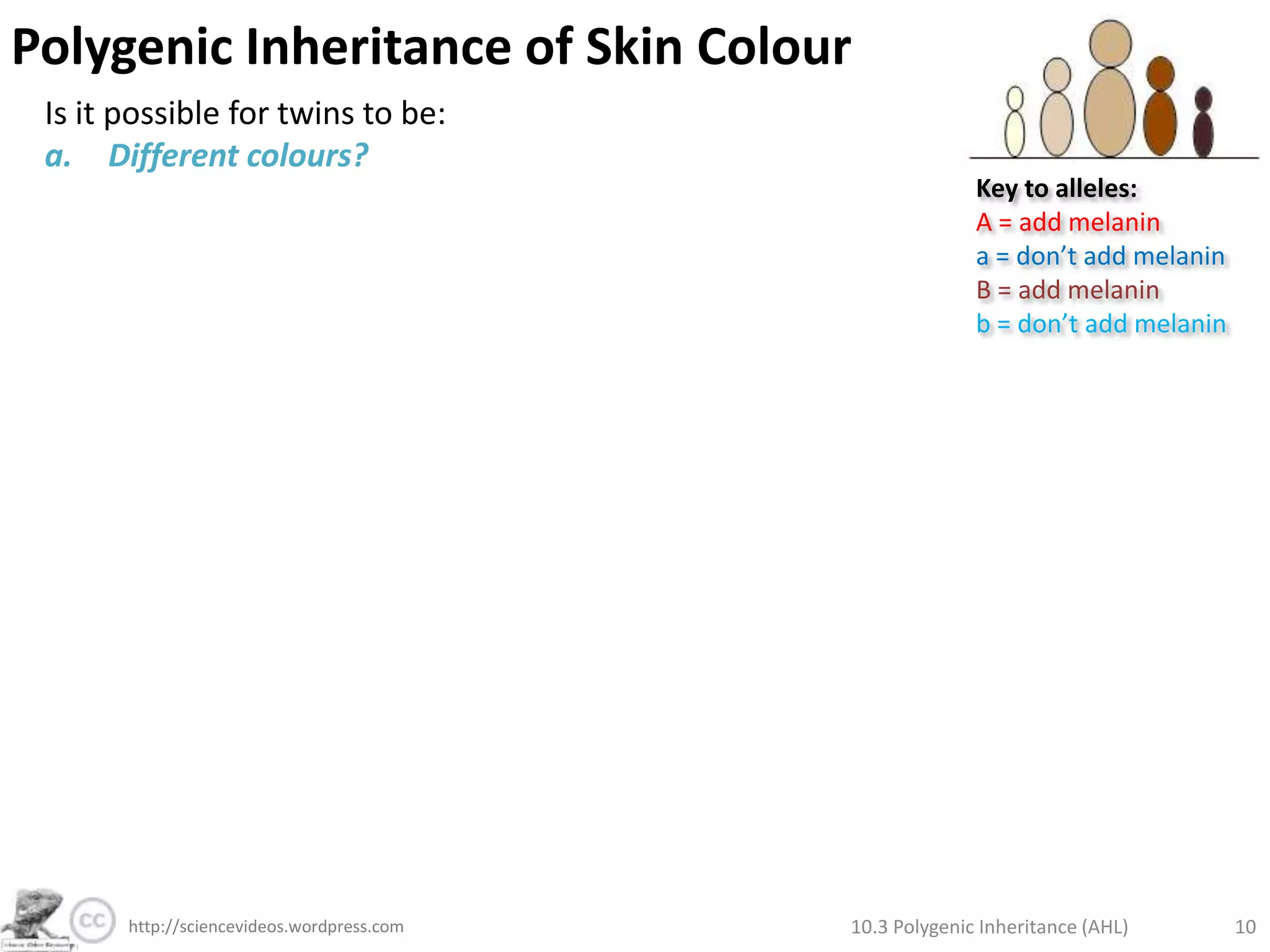 Polygenic Inheritance of Skin ColourExample: 2 genes (A and B), 2 alleles eachAssume: genes are not linked (separate chromosomes)In polygenics, alleles can be: Contributing (they add to the phenotype)