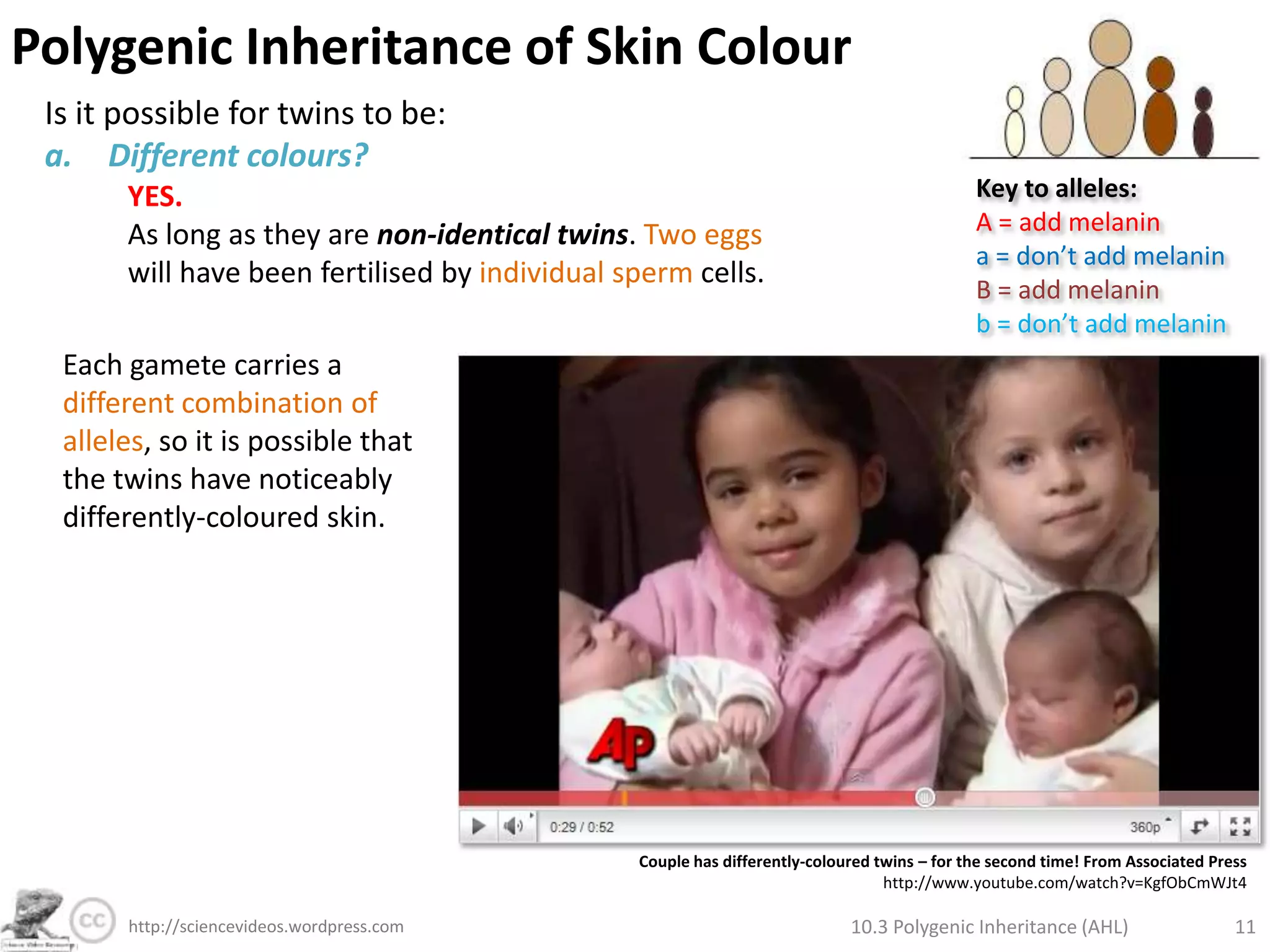 Non-contributing (they do not add to the phenotype)How many genotypes are possible?Key to alleles:A = add melanina = don’t add melaninB = add melaninb = don’t add melanin10.3 Polygenic Inheritance (AHL)7http://sciencevideos.wordpress.com