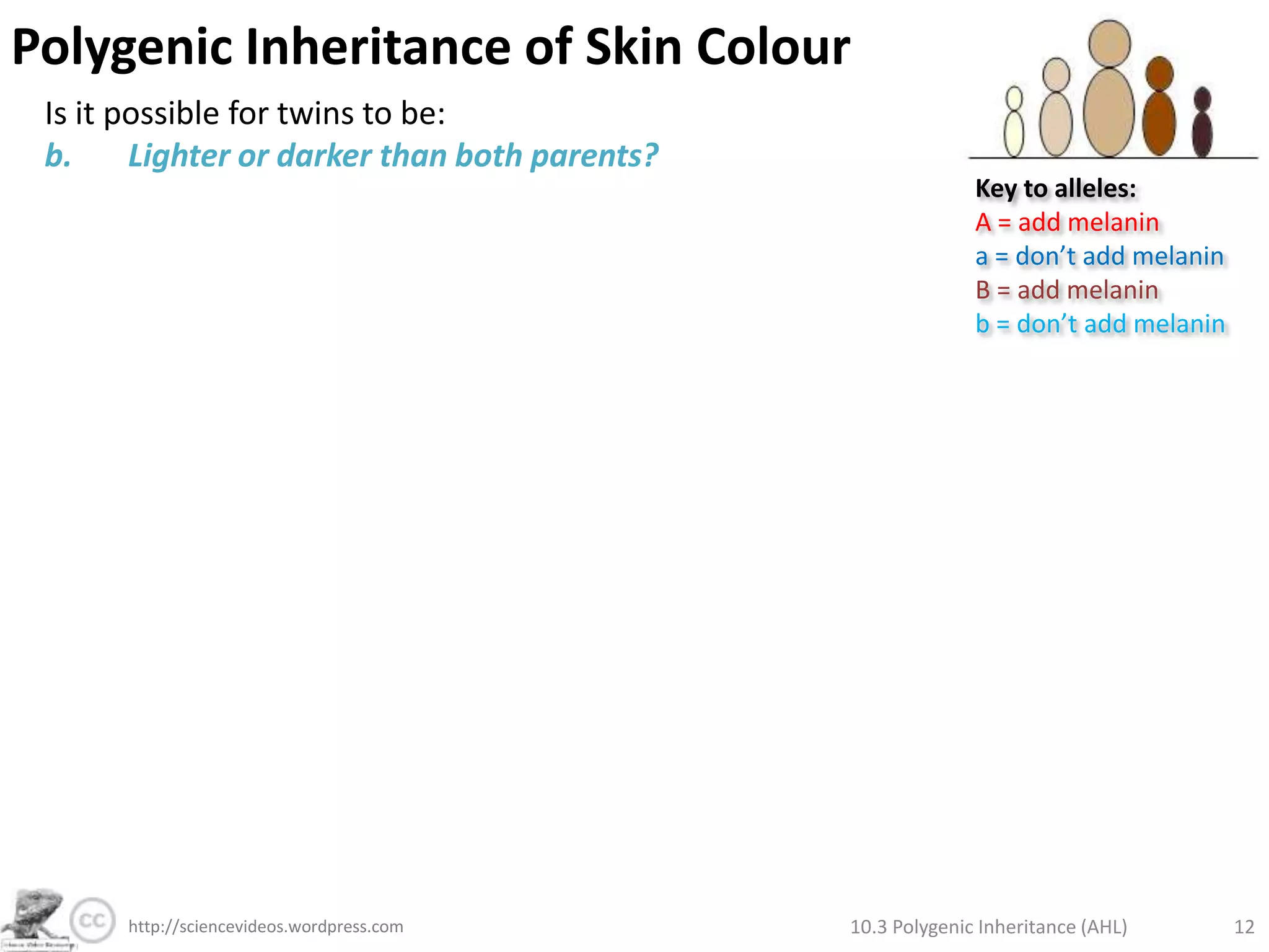Polygenic Inheritance of Skin ColourExample: 2 genes (A and B), 2 alleles eachAssume: genes are not linked (separate chromosomes)In polygenics, alleles can be: Contributing (they add to the phenotype)