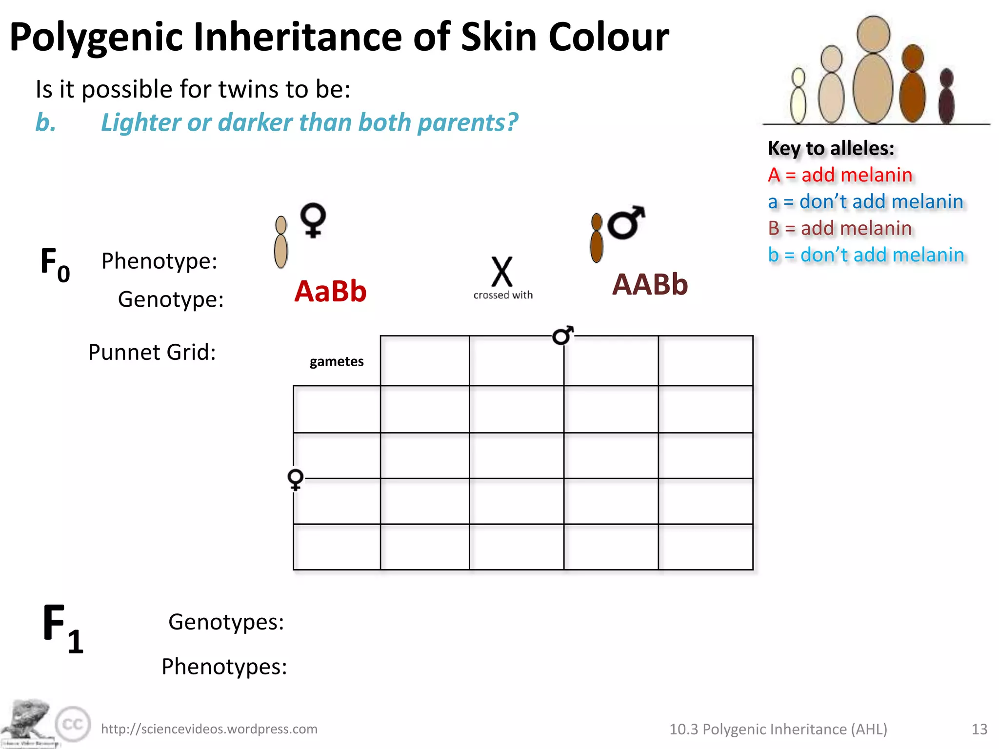 Non-contributing (they do not add to the phenotype)How many genotypes are possible?Key to alleles:A = add melanina = don’t add melaninB = add melaninb = don’t add melaninRemember that alleles segregate during meiosis. Alleles of unlinked chromosomes orient randomly. There is also random fertilisation of gametes. So many combinations!orororgametes10.3 Polygenic Inheritance (AHL)8http://sciencevideos.wordpress.com