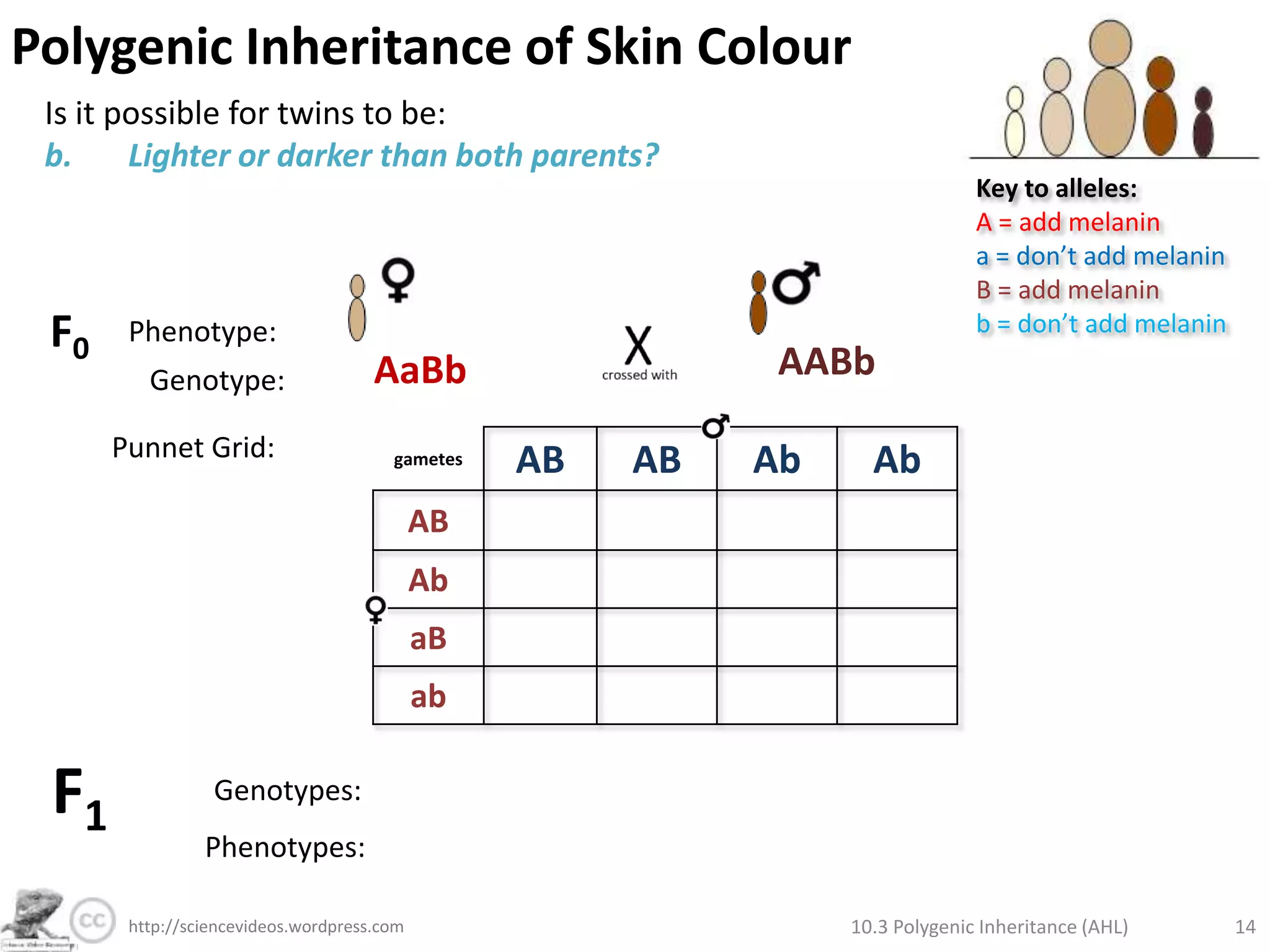 Polygenic Inheritance of Skin ColourExample: 2 genes (A and B), 2 alleles eachAssume: genes are not linked (separate chromosomes)In polygenics, alleles can be: Contributing (they add to the phenotype)