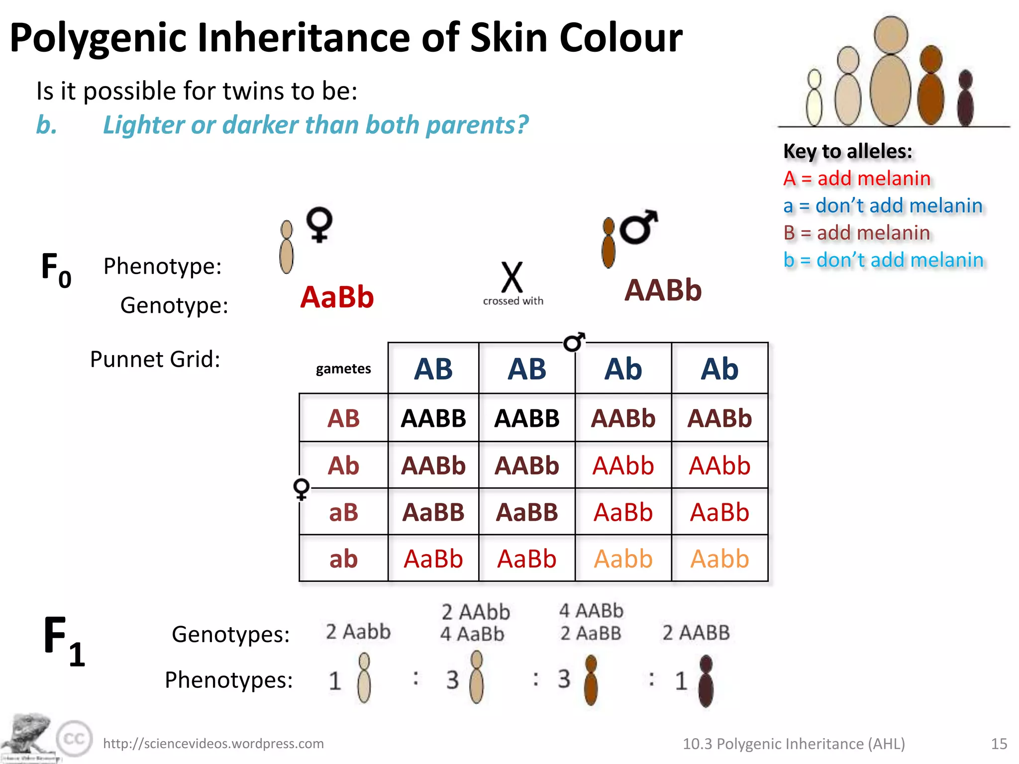 Non-contributing (they do not add to the phenotype)How many genotypes are possible?Nine: Key to alleles:A = add melanina = don’t add melaninB = add melaninb = don’t add melaninNotice that the possible combinations of genotypes gives rise to continuous variation in the phenotype. This population follows a normal distribution. 10.3 Polygenic Inheritance (AHL)9http://sciencevideos.wordpress.com