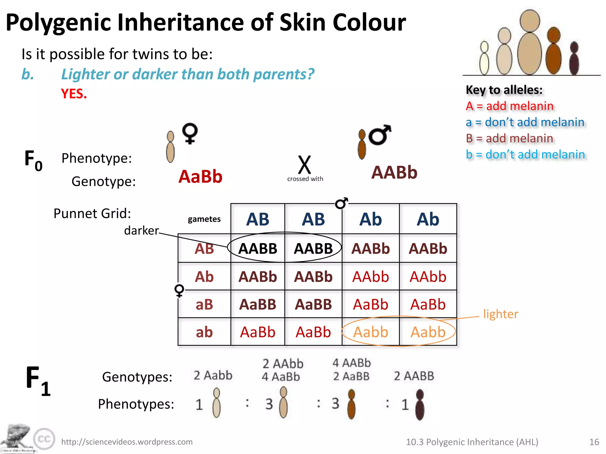 Polygenic Inheritance of Skin ColourIs it possible for twins to be:Different colours?Key to alleles:A = add melanina = don’t add melaninB = add melaninb = don’t add melanin10.3 Polygenic Inheritance (AHL)10http://sciencevideos.wordpress.com