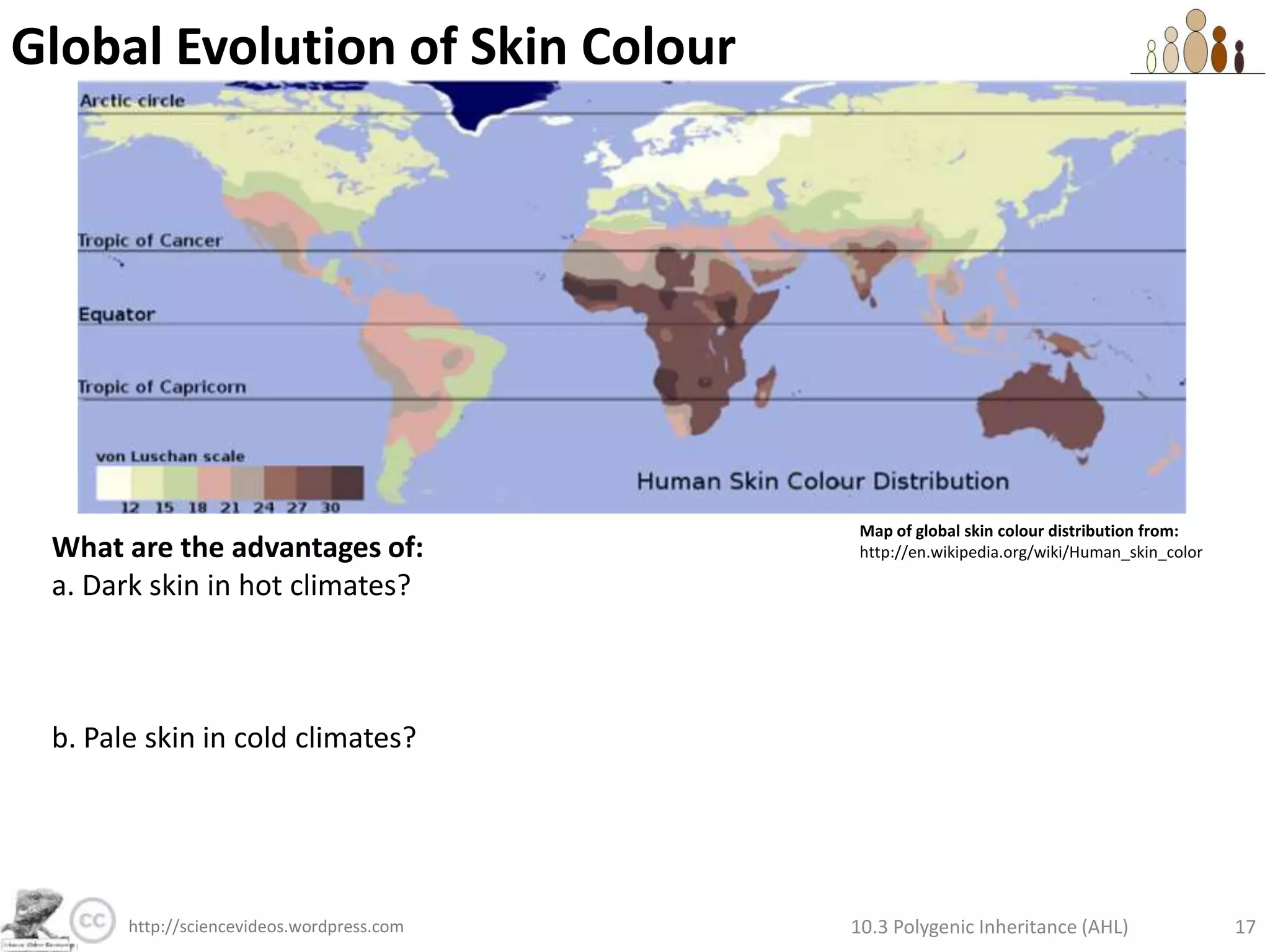 Polygenic Inheritance of Skin ColourIs it possible for twins to be:Different colours?Key to alleles:A = add melanina = don’t add melaninB = add melaninb = don’t add melaninYES. As long as they are non-identical twins. Two eggs will have been fertilised by individual sperm cells. Each gamete carries a different combination of alleles, so it is possible that the twins have noticeably differently-coloured skin.  Couple has differently-coloured twins – for the second time! From Associated Presshttp://www.youtube.com/watch?v=KgfObCmWJt410.3 Polygenic Inheritance (AHL)11http://sciencevideos.wordpress.com