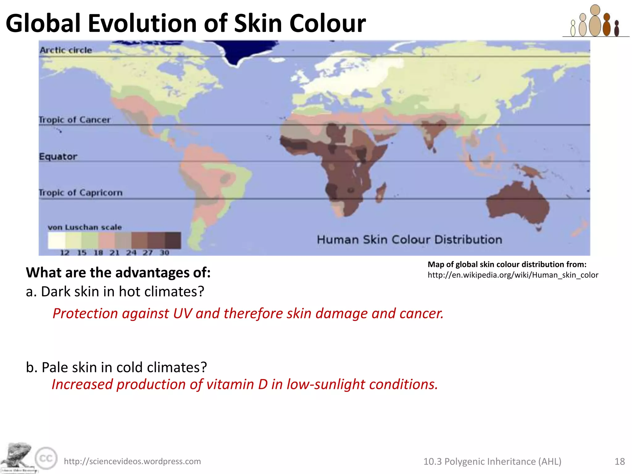 Polygenic Inheritance of Skin ColourIs it possible for twins to be:b.       Lighter or darker than both parents?Key to alleles:A = add melanina = don’t add melaninB = add melaninb = don’t add melanin10.3 Polygenic Inheritance (AHL)12http://sciencevideos.wordpress.com