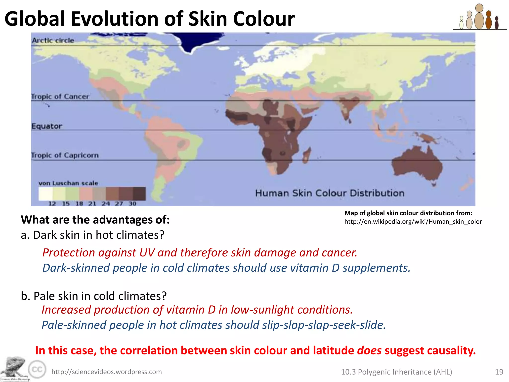Polygenic Inheritance of Skin ColourIs it possible for twins to be:b.       Lighter or darker than both parents?Key to alleles:A = add melanina = don’t add melaninB = add melaninb = don’t add melaninF0Phenotype:AABbAaBbGenotype:Punnet Grid:F1Genotypes:Phenotypes:10.3 Polygenic Inheritance (AHL)13http://sciencevideos.wordpress.com
