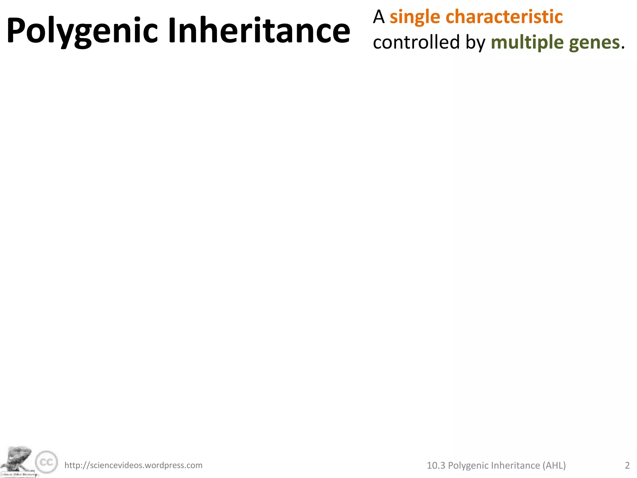 Polygenic InheritanceA single characteristic controlled by multiple genes. 10.3 Polygenic Inheritance (AHL)2http://sciencevideos.wordpress.com