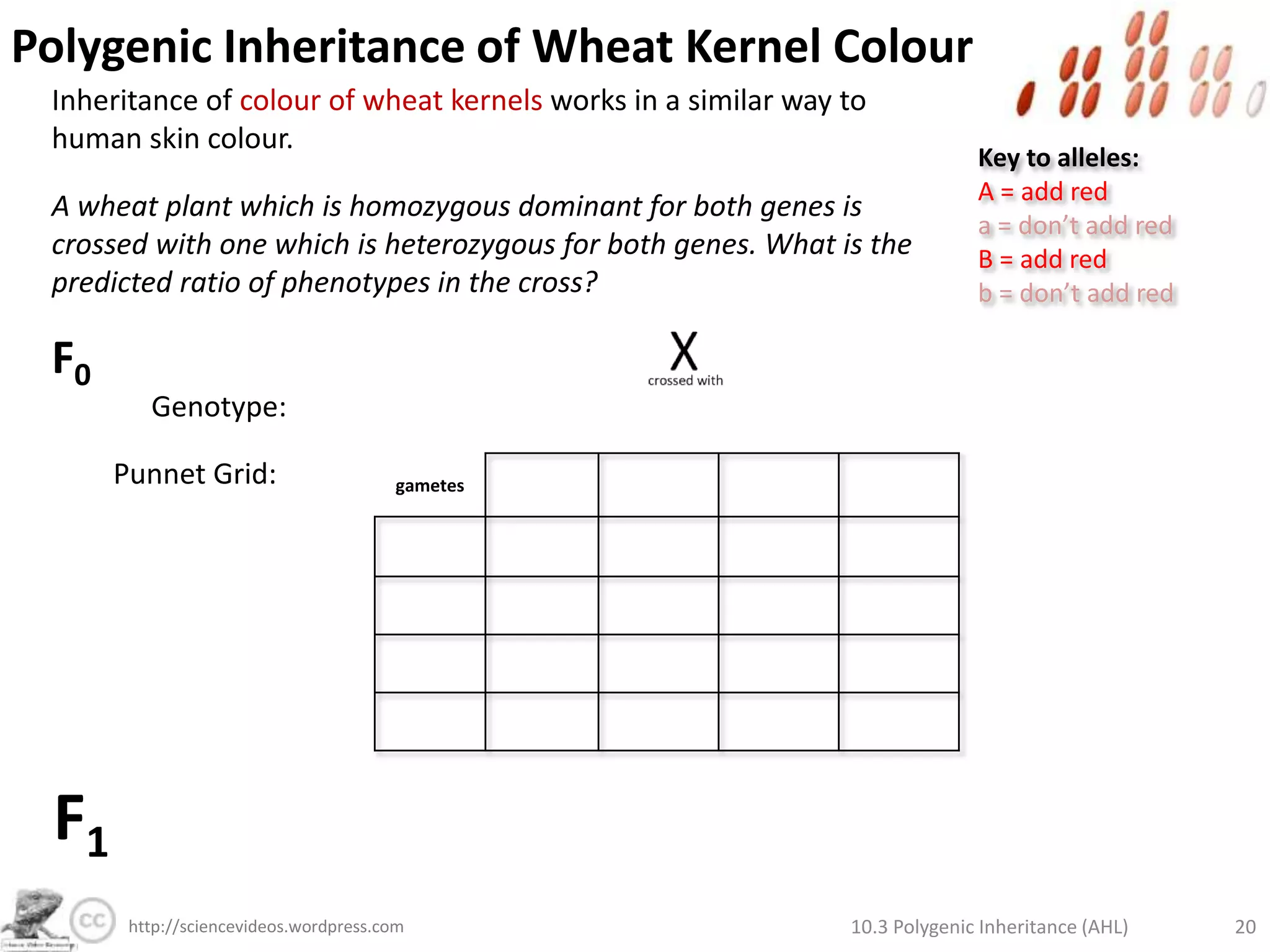 Polygenic Inheritance of Skin ColourIs it possible for twins to be:b.       Lighter or darker than both parents?Key to alleles:A = add melanina = don’t add melaninB = add melaninb = don’t add melaninF0Phenotype:AABbAaBbGenotype:Punnet Grid:F1Genotypes:Phenotypes:10.3 Polygenic Inheritance (AHL)14http://sciencevideos.wordpress.com