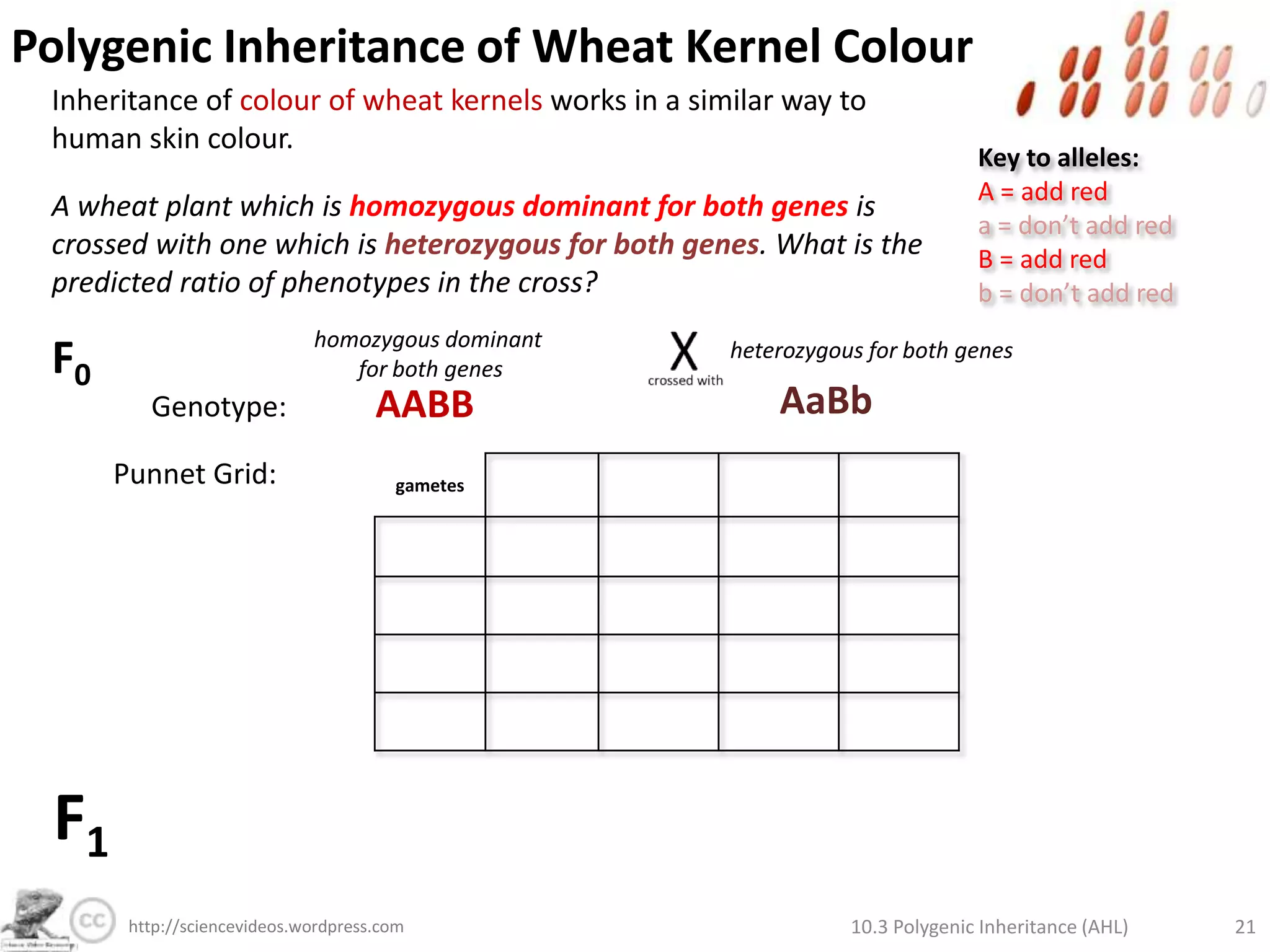 Polygenic Inheritance of Skin ColourIs it possible for twins to be:b.       Lighter or darker than both parents?Key to alleles:A = add melanina = don’t add melaninB = add melaninb = don’t add melaninF0Phenotype:AABbAaBbGenotype:Punnet Grid:F1Genotypes:Phenotypes:10.3 Polygenic Inheritance (AHL)15http://sciencevideos.wordpress.com