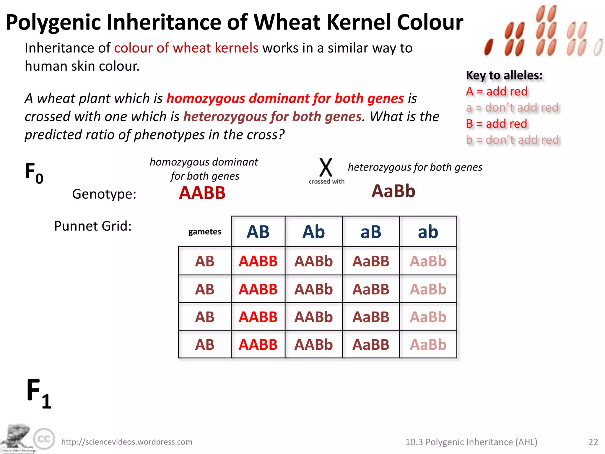 Polygenic Inheritance of Skin ColourIs it possible for twins to be:b.       Lighter or darker than both parents?Key to alleles:A = add melanina = don’t add melaninB = add melaninb = don’t add melaninYES. F0Phenotype:AABbAaBbGenotype:Punnet Grid:darkerlighterF1Genotypes:Phenotypes:10.3 Polygenic Inheritance (AHL)16http://sciencevideos.wordpress.com