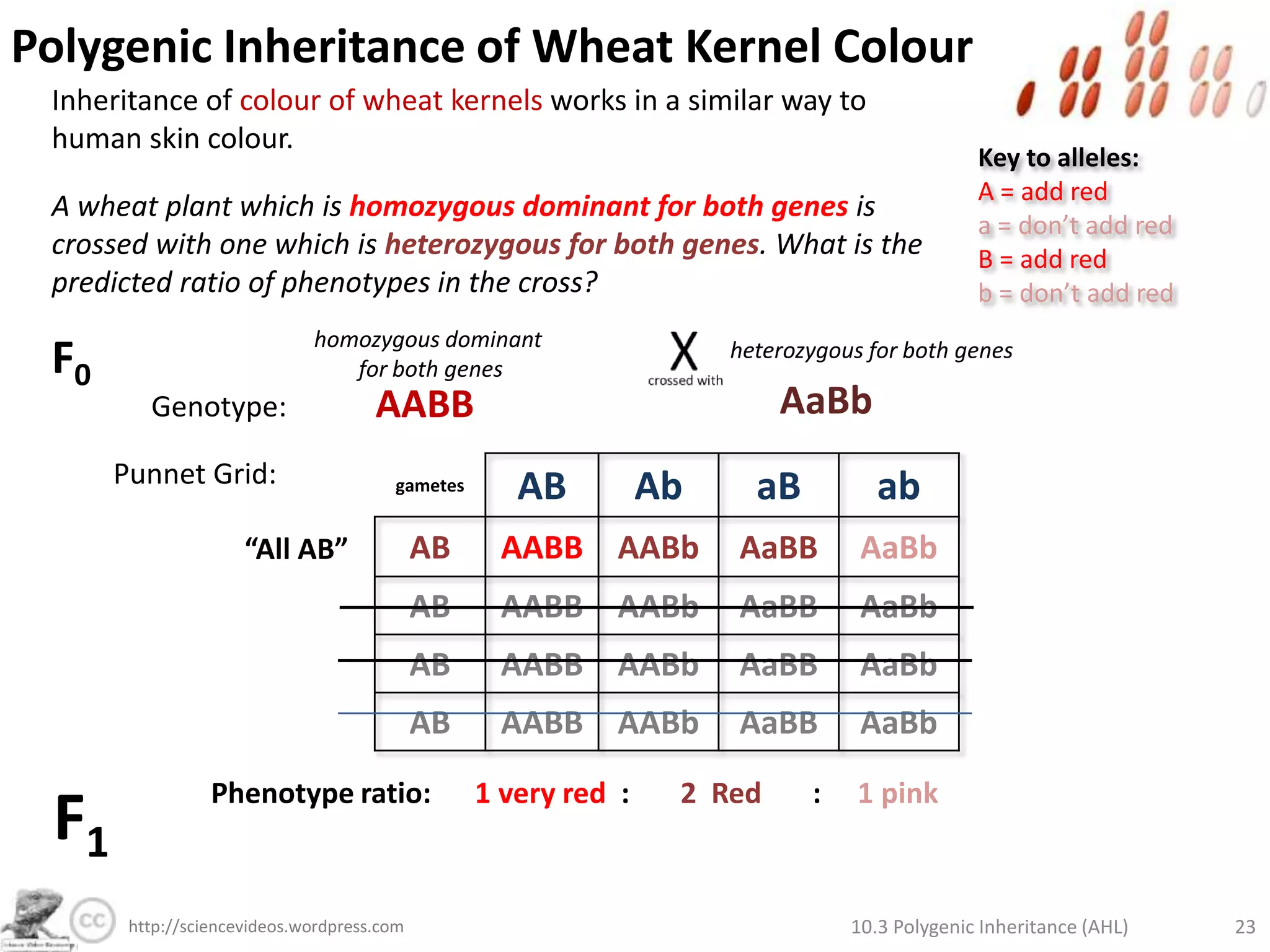 Global Evolution of Skin ColourMap of global skin colour distribution from:http://en.wikipedia.org/wiki/Human_skin_colorWhat are the advantages of:a. Dark skin in hot climates?b. Pale skin in cold climates?10.3 Polygenic Inheritance (AHL)17http://sciencevideos.wordpress.com