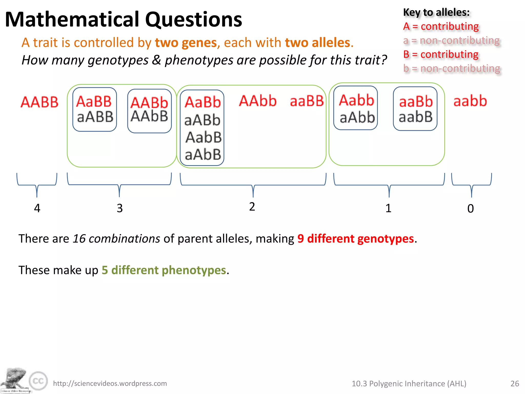 Polygenic Inheritance of Wheat Kernel ColourInheritance of colour of wheat kernels works in a similar way to human skin colour. A wheat plant which is homozygous dominant for both genes is crossed with one which is heterozygous for both genes. What is the predicted ratio of phenotypes in the cross?Key to alleles:A = add reda = don’t add redB = add redb = don’t add redF0Genotype:Punnet Grid:F110.3 Polygenic Inheritance (AHL)20http://sciencevideos.wordpress.com