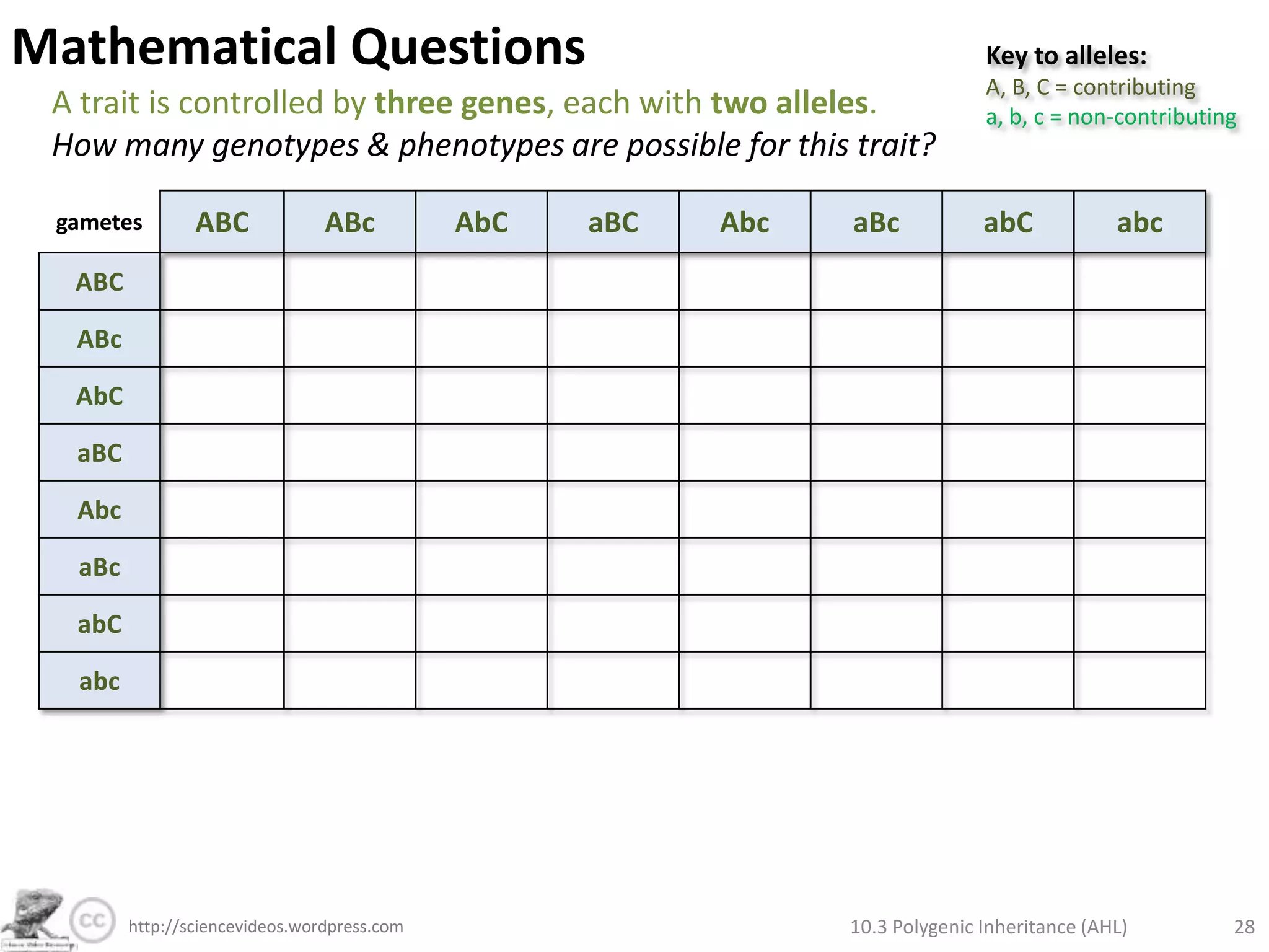 Polygenic Inheritance of Wheat Kernel ColourInheritance of colour of wheat kernels works in a similar way to human skin colour. A wheat plant which is homozygous dominant for both genes is crossed with one which is heterozygous for both genes. What is the predicted ratio of phenotypes in the cross?Key to alleles:A = add reda = don’t add redB = add redb = don’t add redhomozygous dominant for both genesF0heterozygous for both genesAaBbAABBGenotype:Punnet Grid:F110.3 Polygenic Inheritance (AHL)22http://sciencevideos.wordpress.com