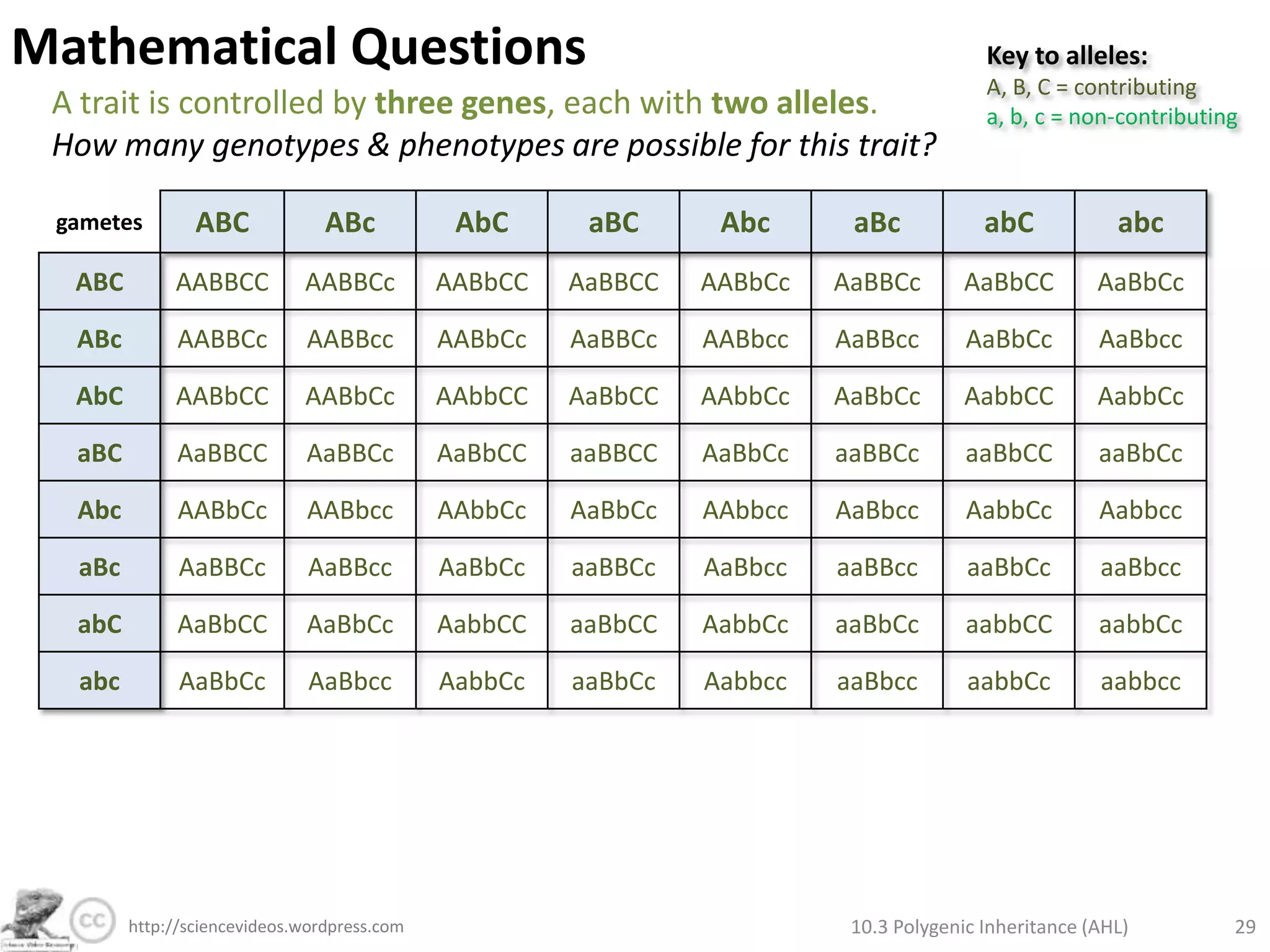 Polygenic Inheritance of Wheat Kernel ColourInheritance of colour of wheat kernels works in a similar way to human skin colour. A wheat plant which is homozygous dominant for both genes is crossed with one which is heterozygous for both genes. What is the predicted ratio of phenotypes in the cross?Key to alleles:A = add reda = don’t add redB = add redb = don’t add redhomozygous dominant for both genesF0heterozygous for both genesAaBbAABBGenotype:Punnet Grid:“All AB”F1Phenotype ratio:      1 very red:       2  Red:     1 pink10.3 Polygenic Inheritance (AHL)23http://sciencevideos.wordpress.com
