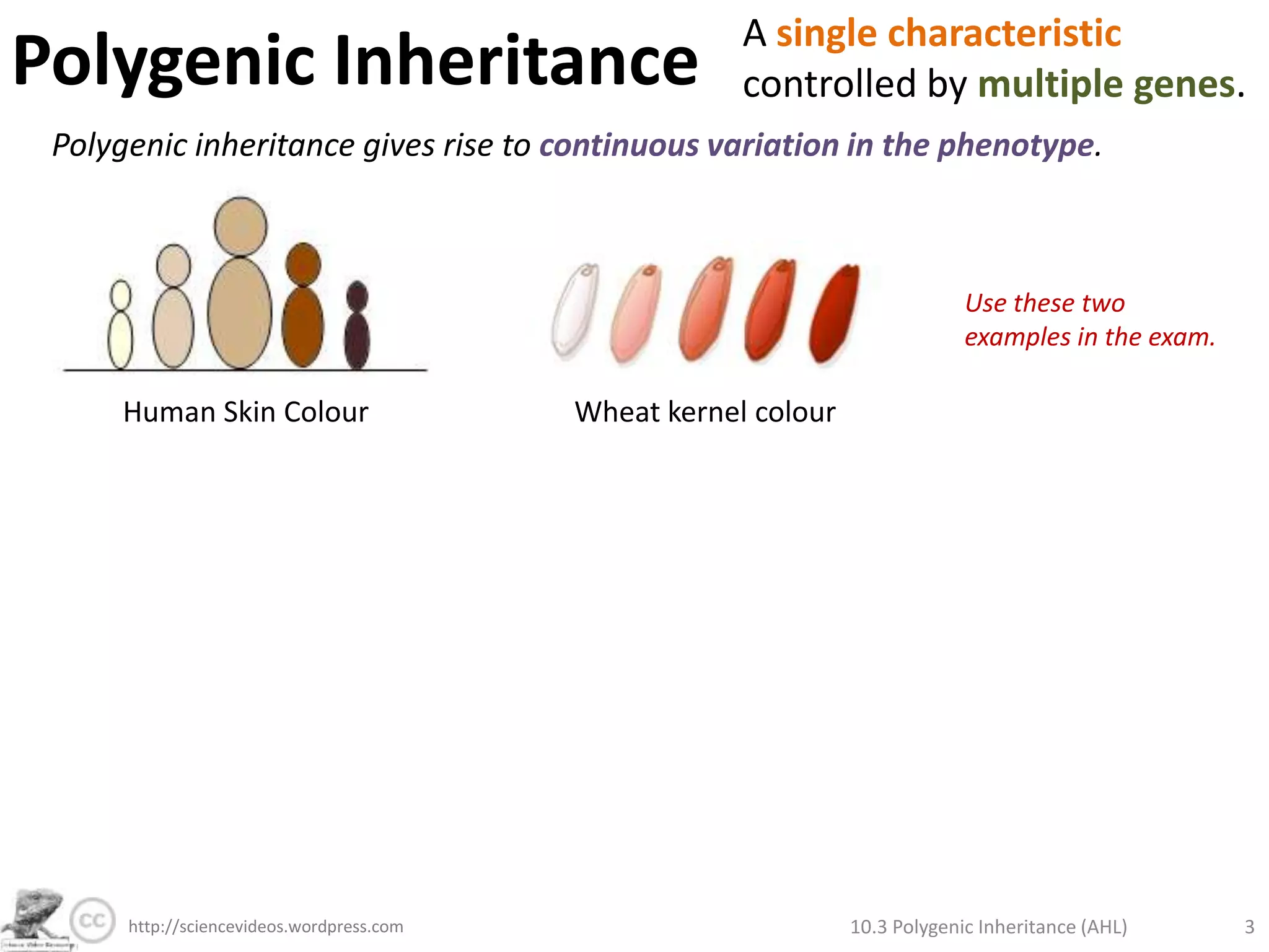 Polygenic InheritanceA single characteristic controlled by multiple genes. Polygenic inheritance gives rise to continuous variation in the phenotype. Use these two examples in the exam. Human Skin ColourWheat kernel colour10.3 Polygenic Inheritance (AHL)3http://sciencevideos.wordpress.com