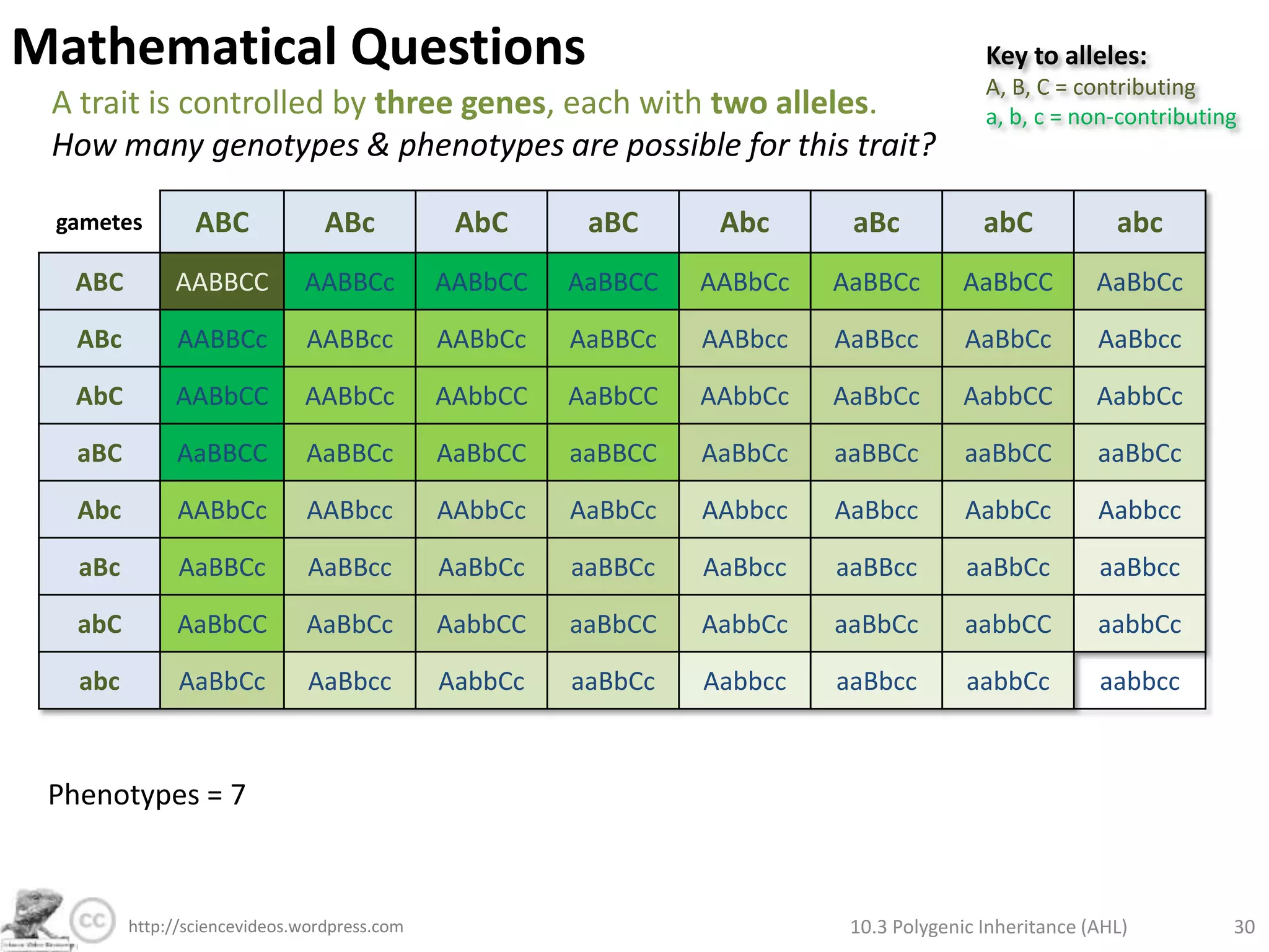 Mathematical QuestionsA trait is controlled by two genes, each with two alleles.How many genotypes & phenotypes are possible for this trait? 10.3 Polygenic Inheritance (AHL)24http://sciencevideos.wordpress.com