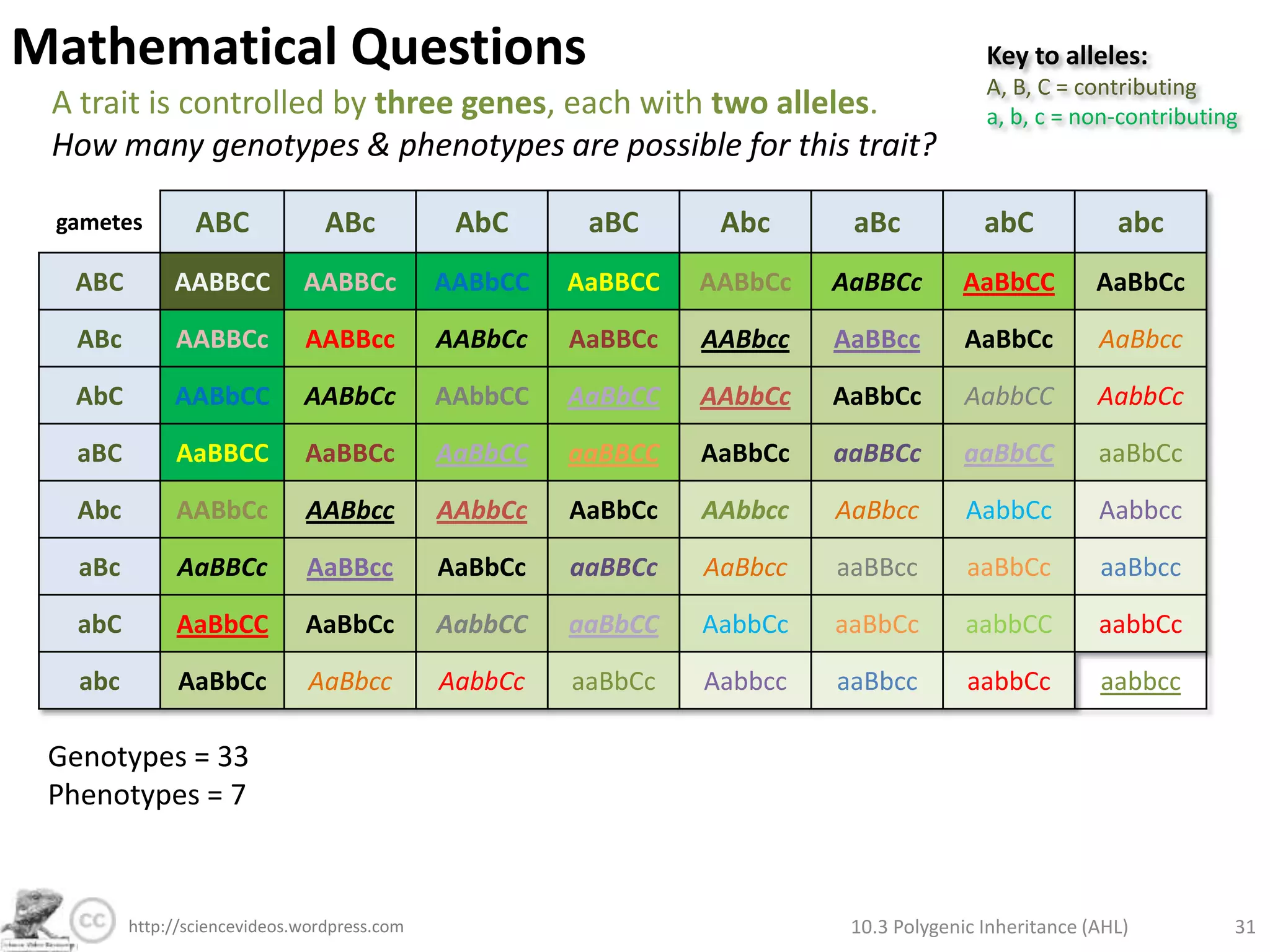 Mathematical QuestionsKey to alleles:A = contributinga = non-contributingB = contributingb = non-contributingA trait is controlled by two genes, each with two alleles.How many genotypes & phenotypes are possible for this trait? Same!There are 16 combinations of parent alleles, making 9 different genotypes.10.3 Polygenic Inheritance (AHL)25http://sciencevideos.wordpress.com