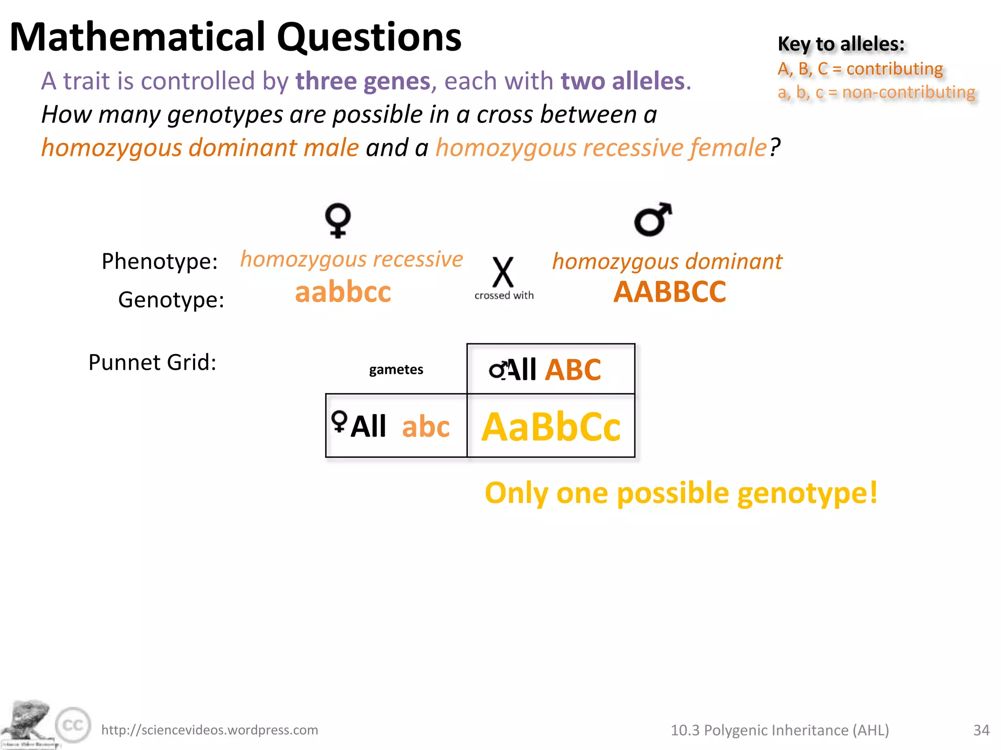 Mathematical QuestionsKey to alleles:A, B, C = contributinga, b, c = non-contributingA trait is controlled by three genes, each with two alleles.How many genotypes & phenotypes are possible for this trait? 10.3 Polygenic Inheritance (AHL)28http://sciencevideos.wordpress.com