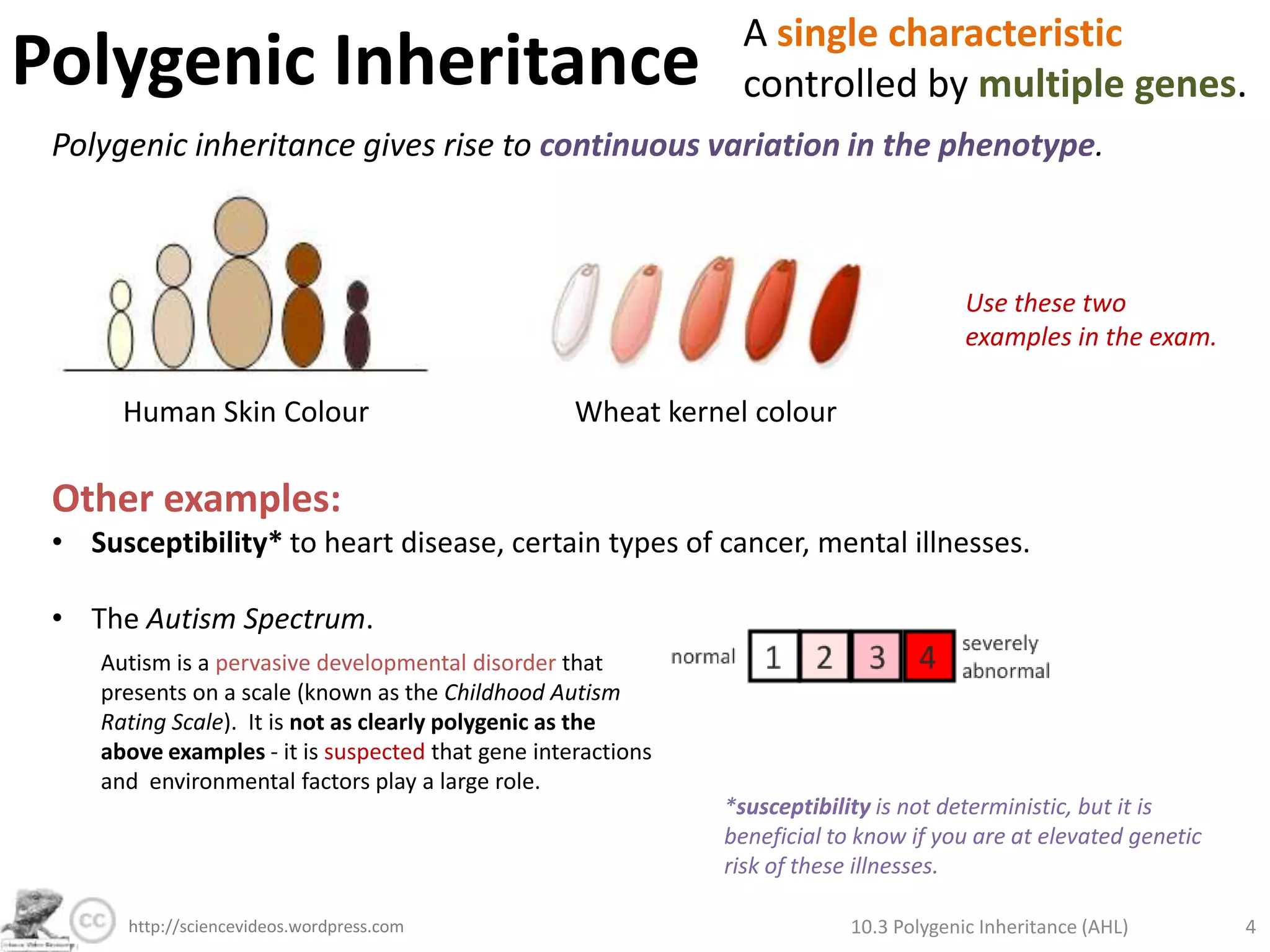 Polygenic InheritanceA single characteristic controlled by multiple genes. Polygenic inheritance gives rise to continuous variation in the phenotype. Use these two examples in the exam. Human Skin ColourWheat kernel colourOther examples: Susceptibility* to heart disease, certain types of cancer, mental illnesses.