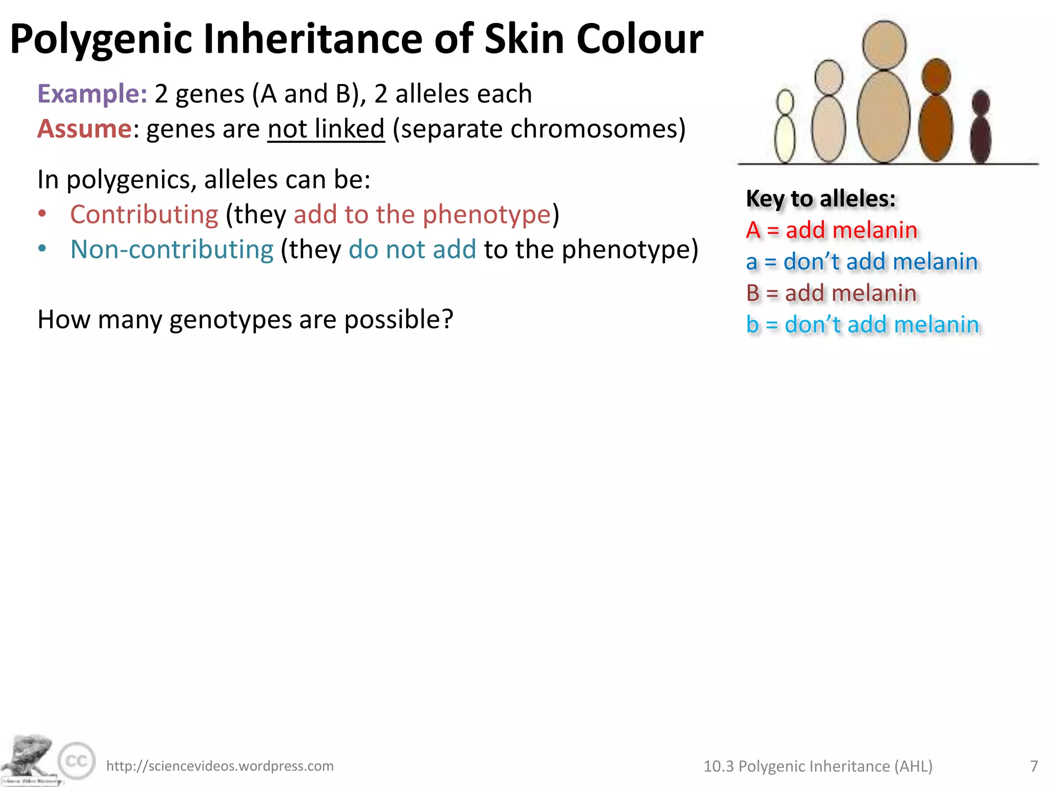 Polygenic Inheritance of Skin ColourPolygenic inheritance gives rise to continuous variation in the phenotype.Globally we observecontinuous variation in skin colours. Skin colour is the result of pigments, such as melanin, being produced - the darker the skin, the greater the protection against the harmful effects of the Sun. Skin colour is though to be controlled by up to four separate genes, each with their own alleles. This is too large for us to deal with simply, so we'll look at two genes with two alleles each. Image from:http://www.danacentre.org.uk/events/2007/05/03/259Watch this TED Talk and think about the following questions:What is melanin and what purpose does it serve?