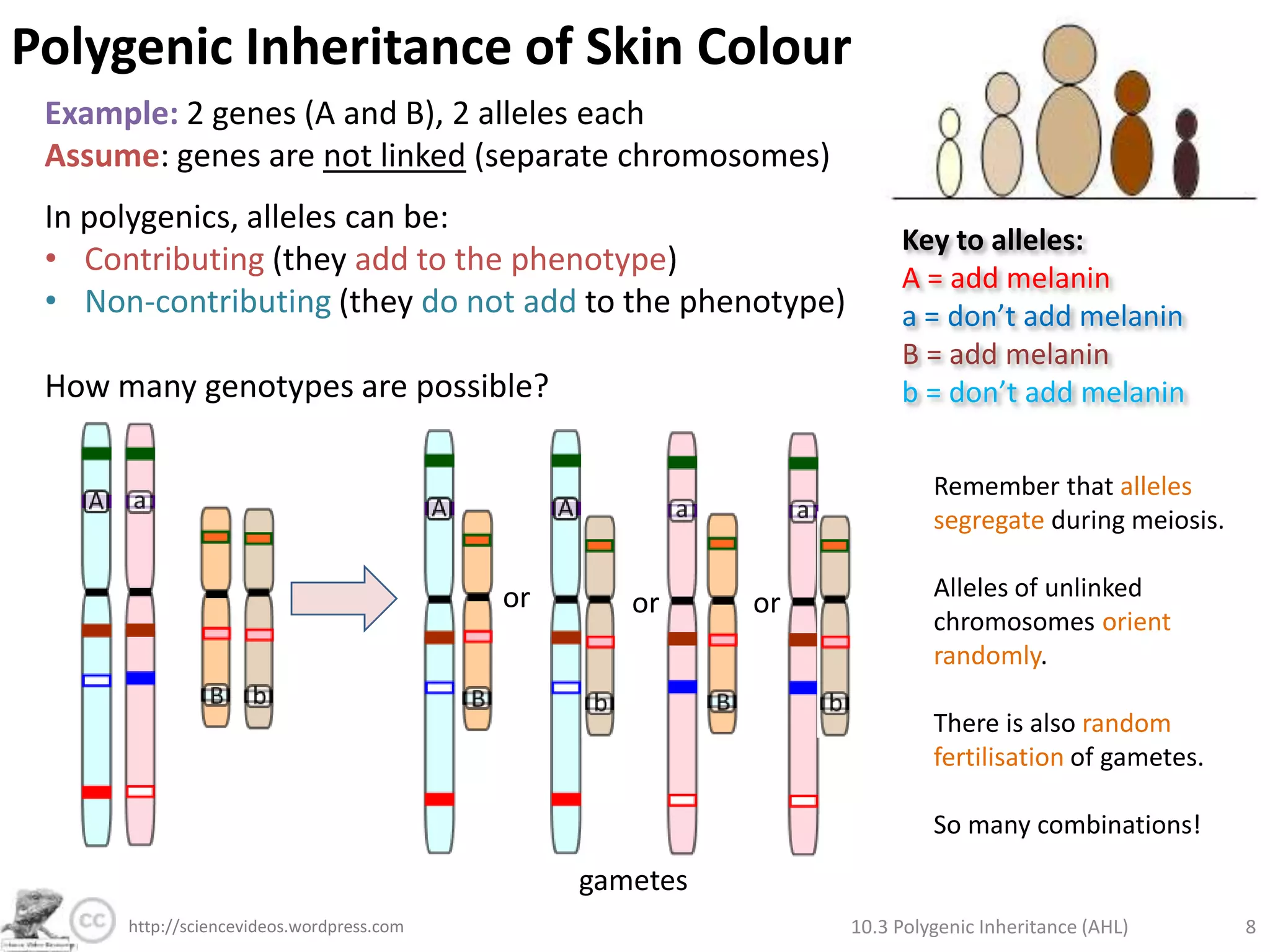 What skin tone were early humans most likely to have? Why does this change with latitude as humans migrated towards the poles?
