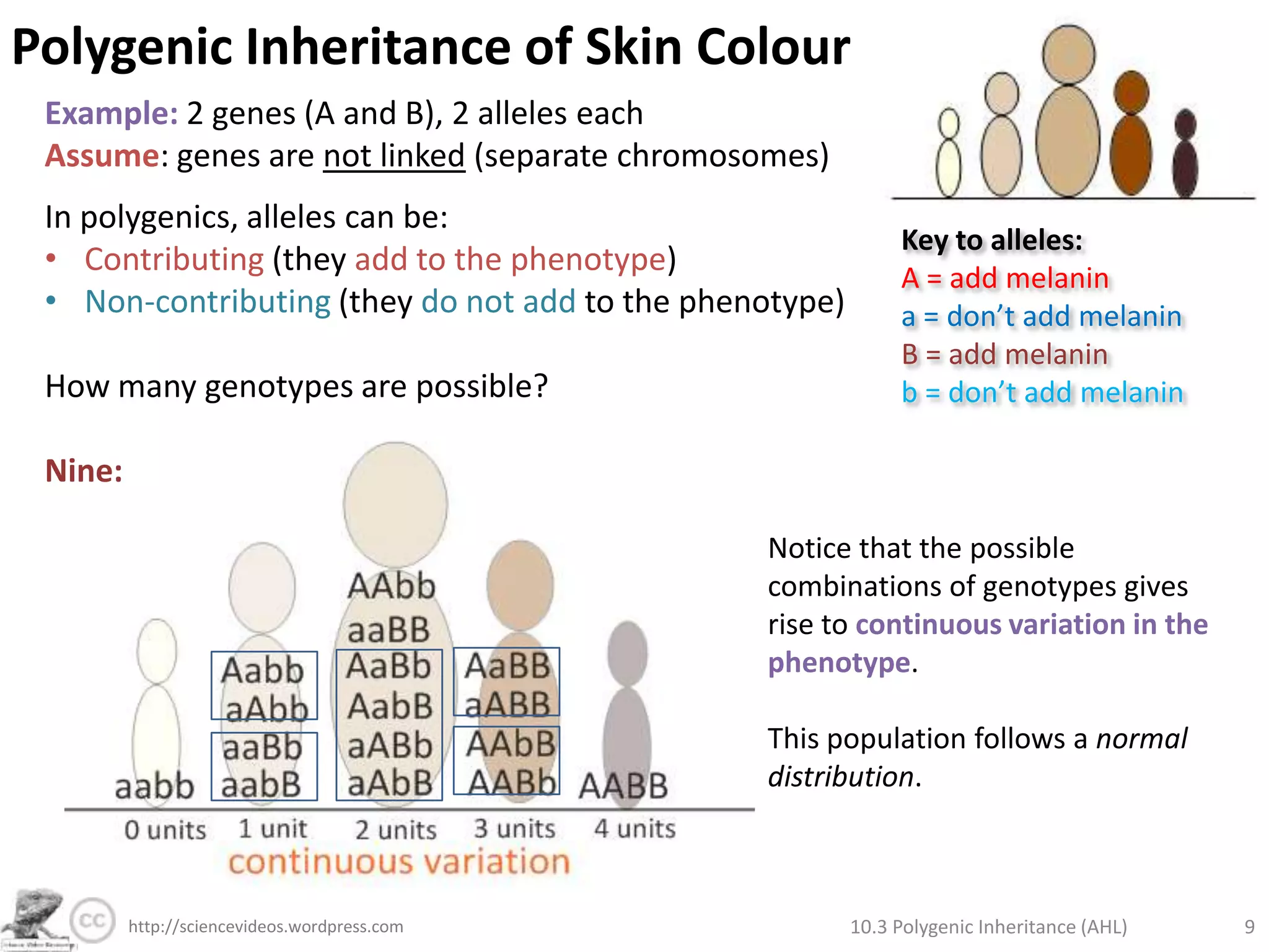 What are the relative advantages and disadvantages of light and dark skin, depending on climate?TOK/ Aim 8: Why have people historically discriminated based on skin colour? How could the Natural Sciences educate people to think twice about their prejudices?Nina Jablosnki breaks the illusion of skin colour, via TED. http://www.ted.com/talks/lang/eng/nina_jablonski_breaks_the_illusion_of_skin_color.html10.3 Polygenic Inheritance (AHL)6http://sciencevideos.wordpress.com