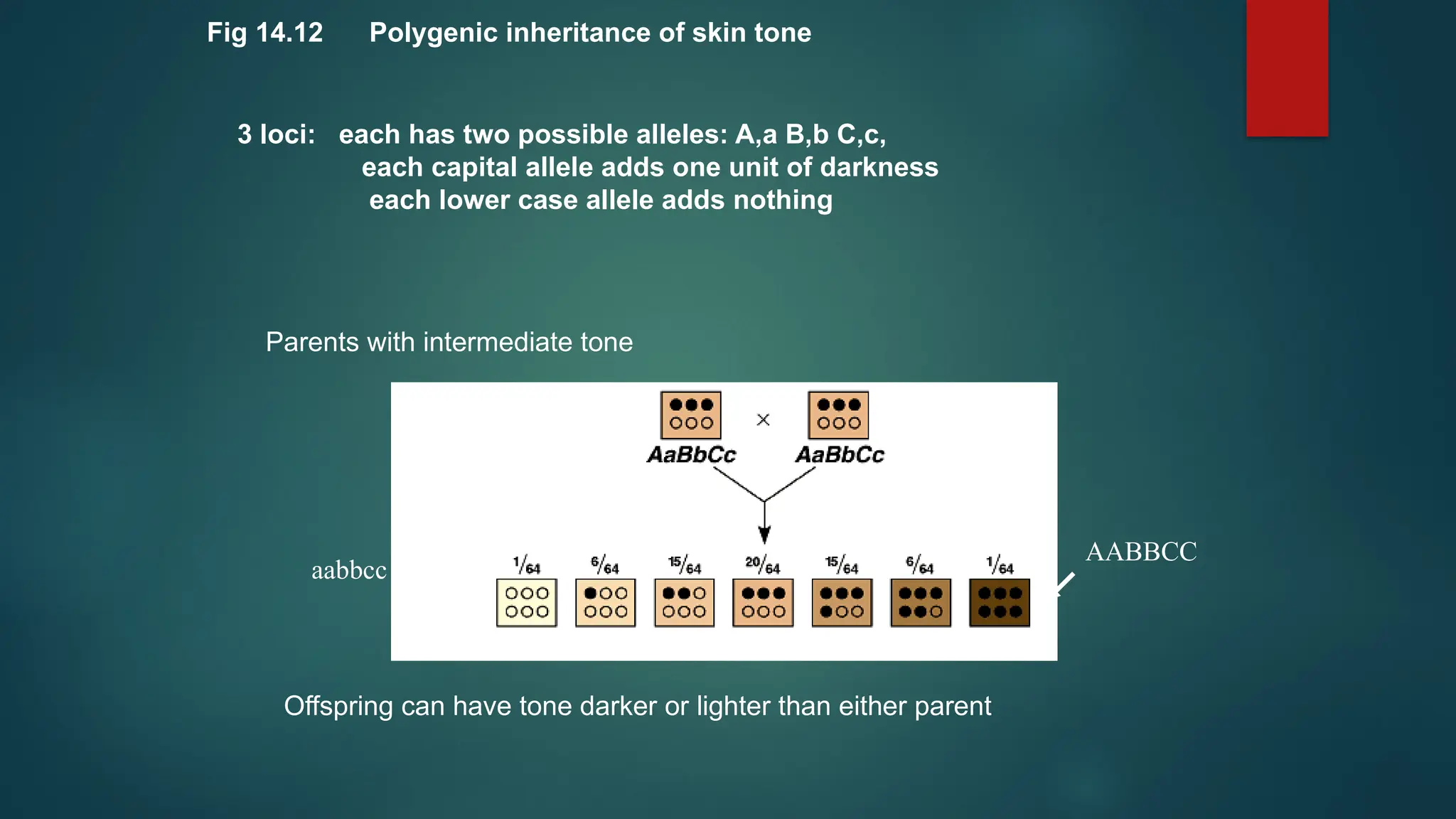 polygenic inheritance genetics mendelian.pptx