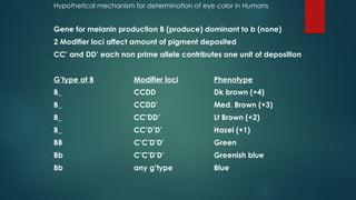 Hypothetical mechanism for determination of eye color in Humans
Gene for melanin production B (produce) dominant to b (none)
2 Modifier loci affect amount of pigment deposited
CC’ and DD’ each non prime allele contributes one unit of deposition
G’type at B Modifier loci Phenotype
B_ CCDD Dk brown (+4)
B_ CCDD’ Med. Brown (+3)
B_ CC’DD’ Lt Brown (+2)
B_ CC’D’D’ Hazel (+1)
BB C’C’D’D’ Green
Bb C’C’D’D’ Greenish blue
Bb any g’type Blue
 