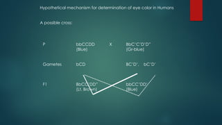 P bbCCDD X BbC’C’D’D”
(Blue) (Gr-blue)
Gametes bCD BC’D’, bC’D’
F1 BbCC’DD” bbCC’DD’
(Lt. Brown) (Blue)
Hypothetical mechanism for determination of eye color in Humans
A possible cross:
 