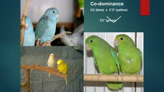 Co-dominance
CC (blue) x C’C’ (yellow)
CC’ (green)
 