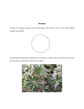 Nonagon
All sides of a regular nonagon are the same length. Each corner is 147.27°. All corners added
together equal 6840°.
Through observing this plants leaf there are nine leafs in number. We can connect the tips of the
leafs by using a straight line it will form a nonagon
 