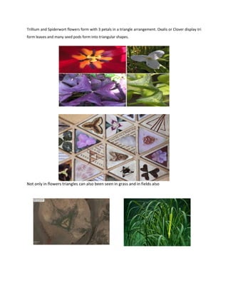 Trillium and Spiderwort flowers form with 3 petals in a triangle arrangement. Oxalis or Clover display tri
form leaves and many seed pods form into triangular shapes.
Not only in flowers triangles can also been seen in grass and in fields also
 