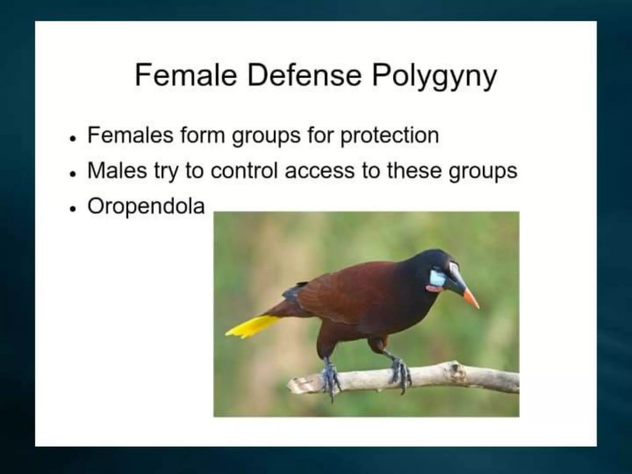 Polygyny