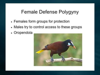Polygyny | PPTX