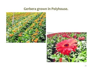 Gerbera grown in Polyhouse.
29
 