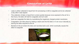 Coagulation of Latex
▸ Latex is either collected in liquid form for processing or left to coagulate and to be collected
a day after it was tapped
▸ The collection of latex in liquid form is done quickly because once exposed to the air for a
few hours, the latex will start to coagulate and turn solid
▸ Acid can coagulate the latex by neutralizing the negatively charged protein membrane
▸ Coagulation can take place by adding a weak acid into the latex or it can occur naturally by
leaving the latex exposed to the air
▸ Bacteria in the air enters the latex and secretes lactic acid, which eventually causes the
latex to coagulate
 