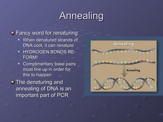 Annealing Fancy word for renaturing When denatured strands of DNA cool, it can renature HYDROGEN BONDS RE-FORM! Complimentary base pairs must line up in order for this to happen The denaturing and annealing of DNA is an important part of PCR 
