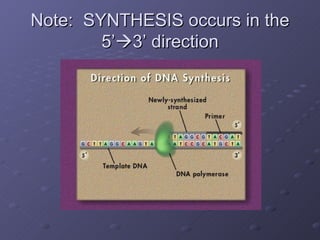 Note:  SYNTHESIS occurs in the 5’  3’ direction 