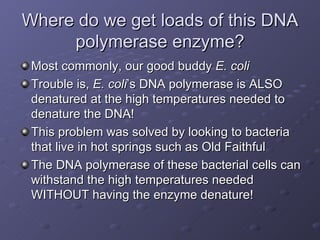 Where do we get loads of this DNA polymerase enzyme? Most commonly, our good buddy  E. coli Trouble is,  E. coli ’s DNA polymerase is ALSO denatured at the high temperatures needed to denature the DNA! This problem was solved by looking to bacteria that live in hot springs such as Old Faithful The DNA polymerase of these bacterial cells can withstand the high temperatures needed WITHOUT having the enzyme denature! 
