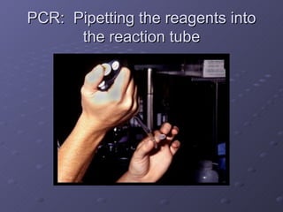 PCR:  Pipetting the reagents into the reaction tube 