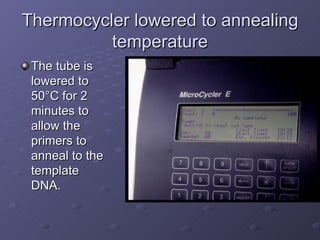 Thermocycler lowered to annealing temperature The tube is lowered to 50 °C for 2 minutes to allow the primers to anneal to the template DNA. 