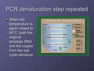 PCR denaturation step repeated When the temperature is again raised to 94 °C, both the original template DNA and the copies from the last cycle denature 