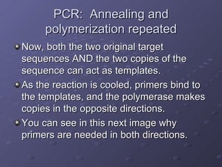 PCR:  Annealing and polymerization repeated Now, both the two original target sequences AND the two copies of the sequence can act as templates.  As the reaction is cooled, primers bind to the templates, and the polymerase makes copies in the opposite directions.  You can see in this next image why primers are needed in both directions. 