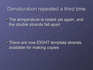 Denaturation repeated a third time The temperature is raised yet again, and the double strands fall apart There are now EIGHT template strands available for making copies 