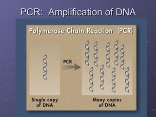 PCR:  Amplification of DNA 