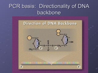 PCR basis:  Directionality of DNA backbone 