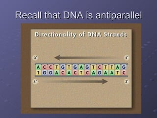 Recall that DNA is antiparallel 