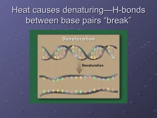 Heat causes denaturing—H-bonds between base pairs “break” 